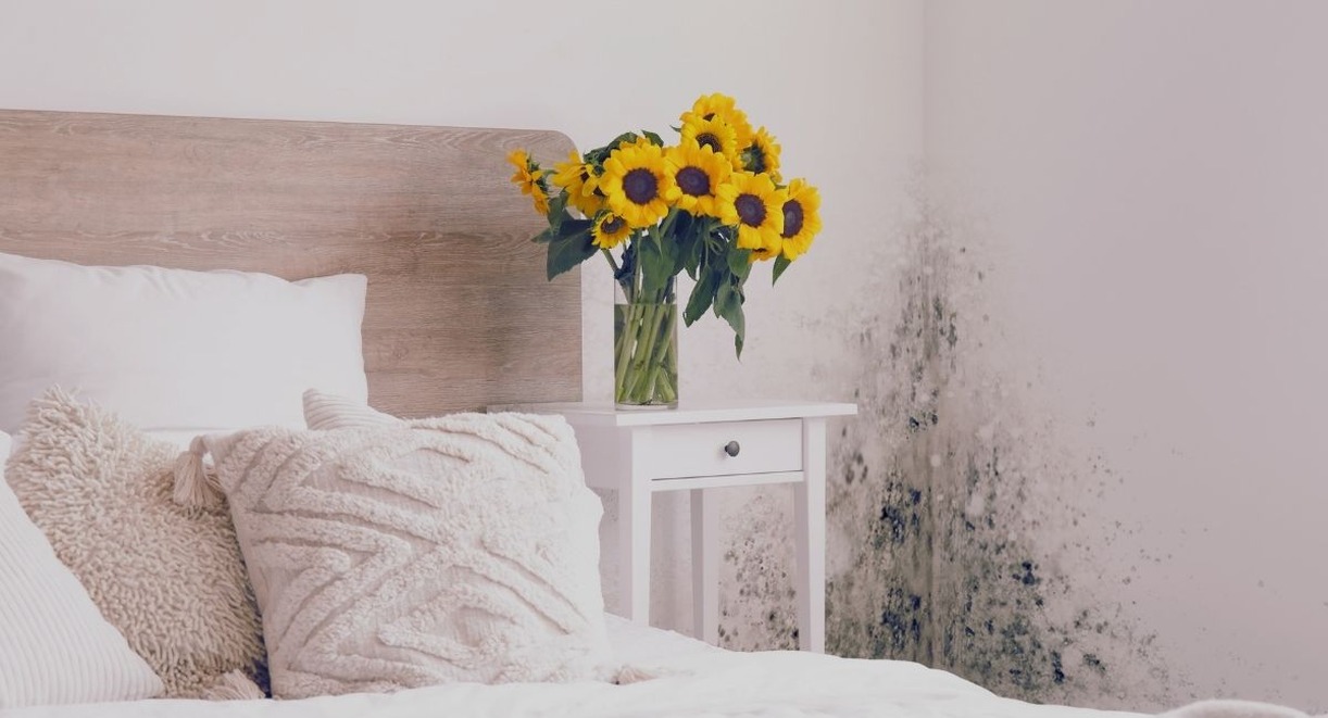 Chambre à coucher avec moisissure visible sur le mur près du lit