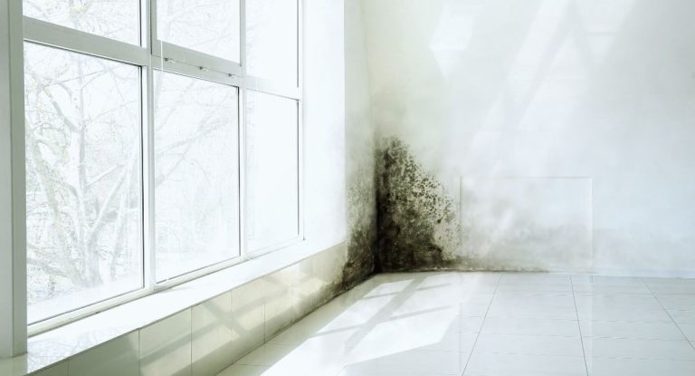 Taches de moisissure noire dans l'angle d'un mur près d'une fenêtre